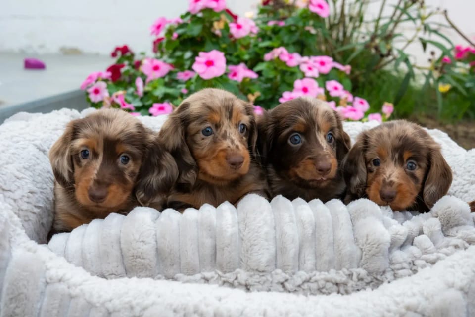 A happy dachshund from LA BANDA BASSOTTO