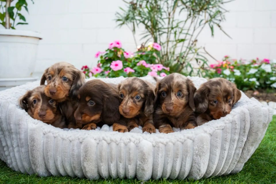 A happy dachshund from LA BANDA BASSOTTO