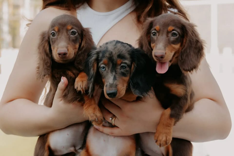 A happy dachshund from LA BANDA BASSOTTO