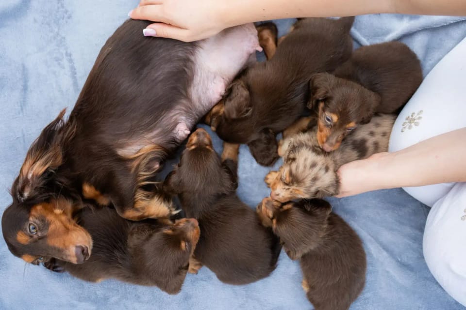 A happy dachshund from LA BANDA BASSOTTO