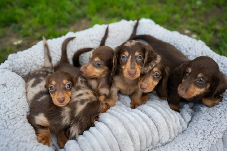 A happy dachshund from LA BANDA BASSOTTO