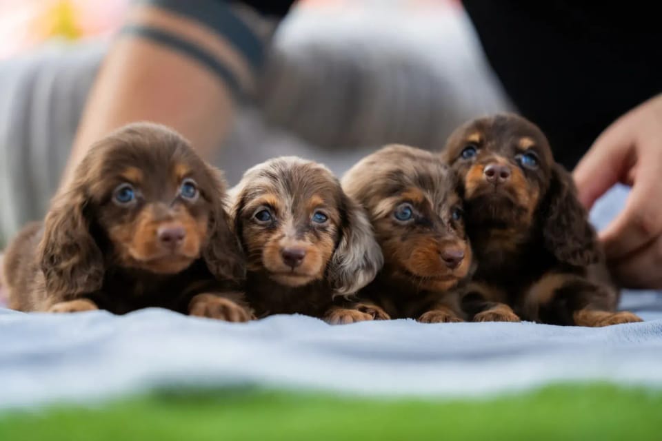 A happy dachshund from LA BANDA BASSOTTO