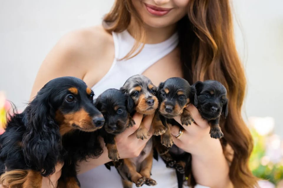 A happy dachshund from LA BANDA BASSOTTO