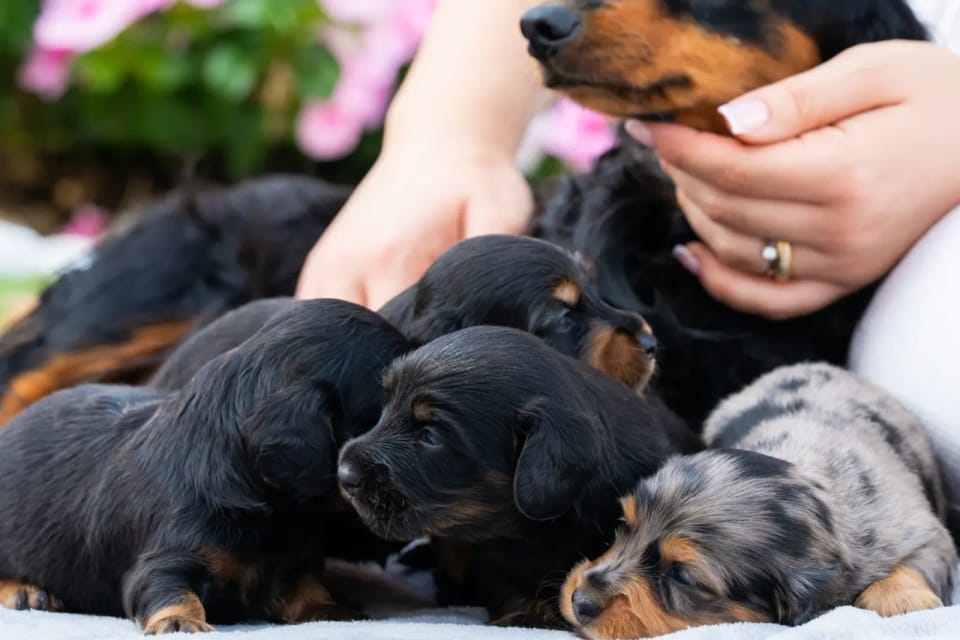 A happy dachshund from LA BANDA BASSOTTO