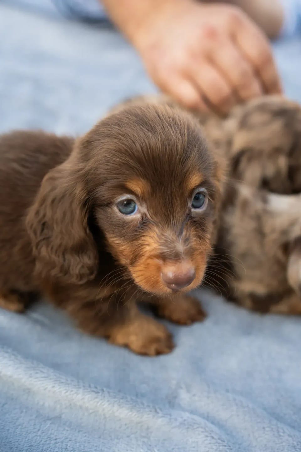 A happy dachshund from LA BANDA BASSOTTO