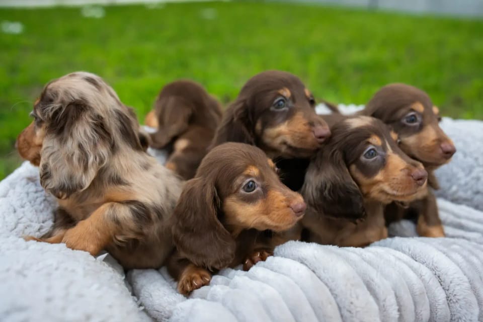 A happy dachshund from LA BANDA BASSOTTO