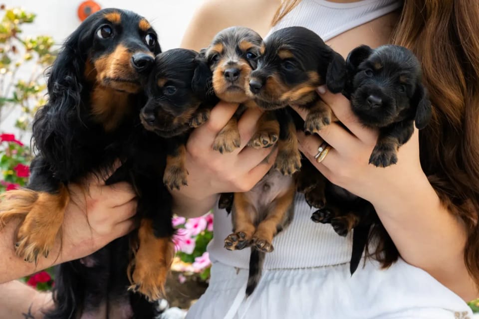 A happy dachshund from LA BANDA BASSOTTO