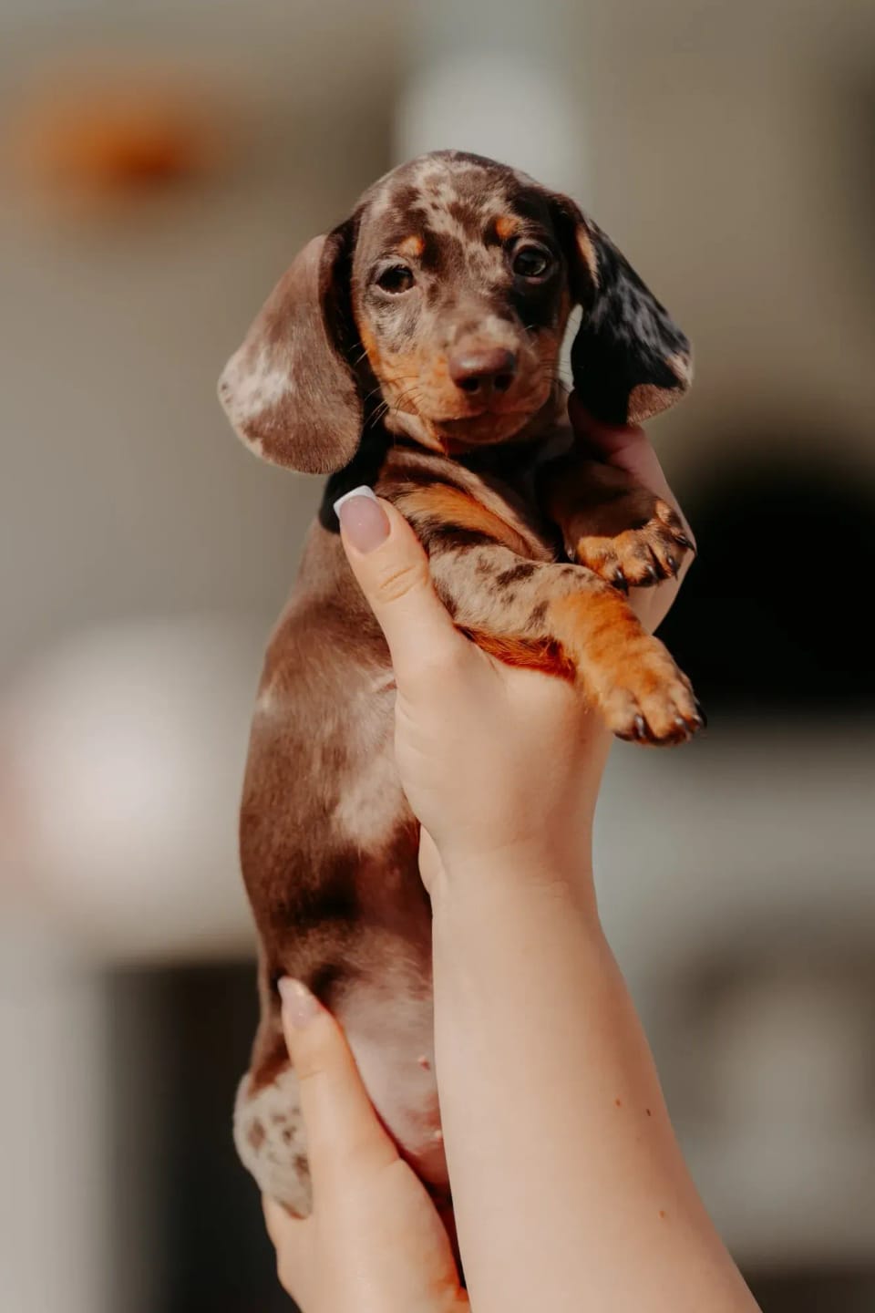 A happy dachshund from LA BANDA BASSOTTO