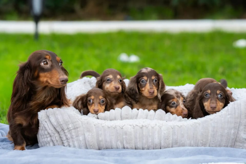 A happy dachshund from LA BANDA BASSOTTO