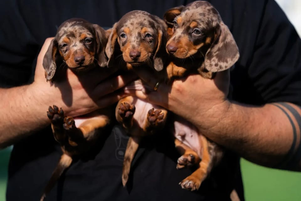 A happy dachshund from LA BANDA BASSOTTO