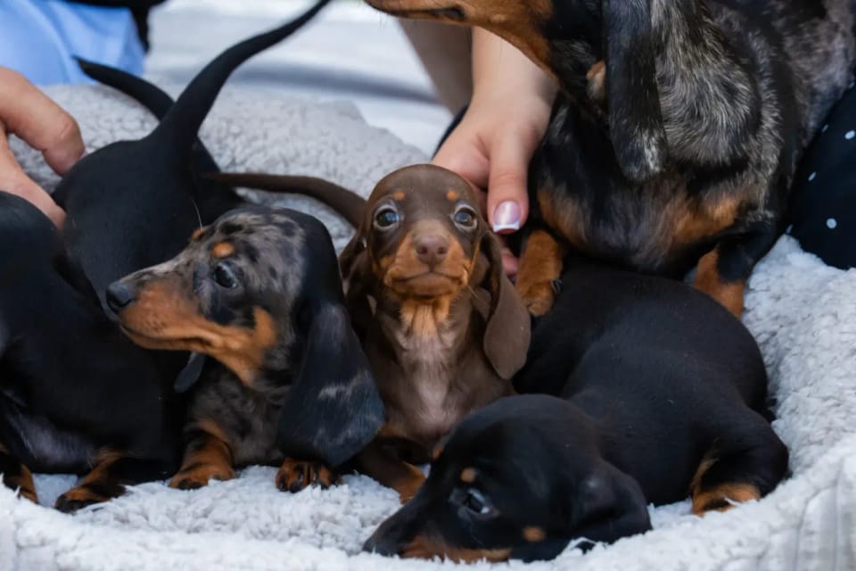 A happy dachshund from LA BANDA BASSOTTO