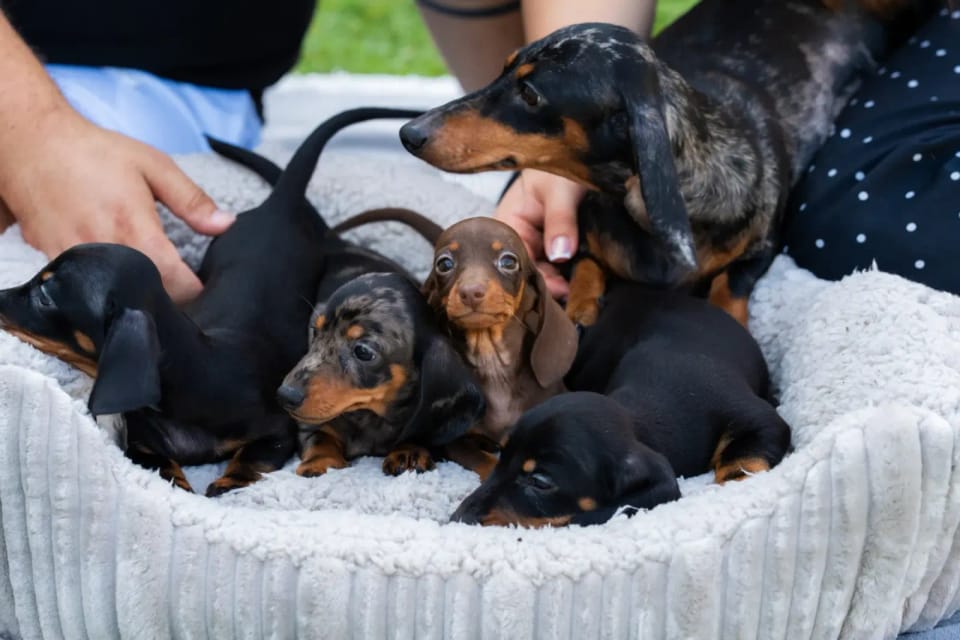 A happy dachshund from LA BANDA BASSOTTO