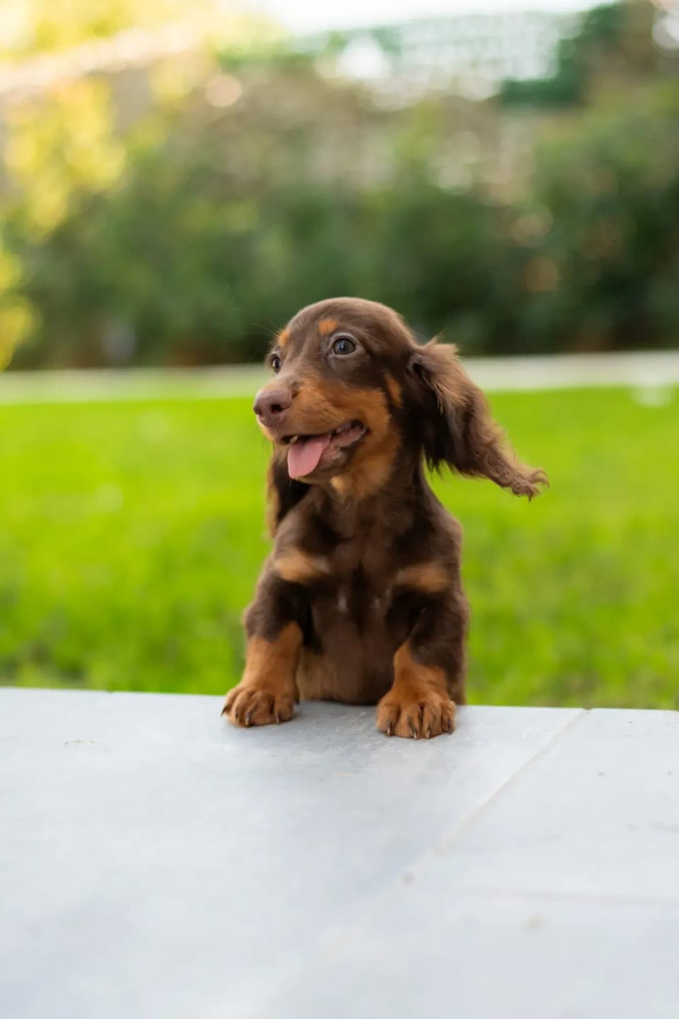 A happy dachshund from LA BANDA BASSOTTO