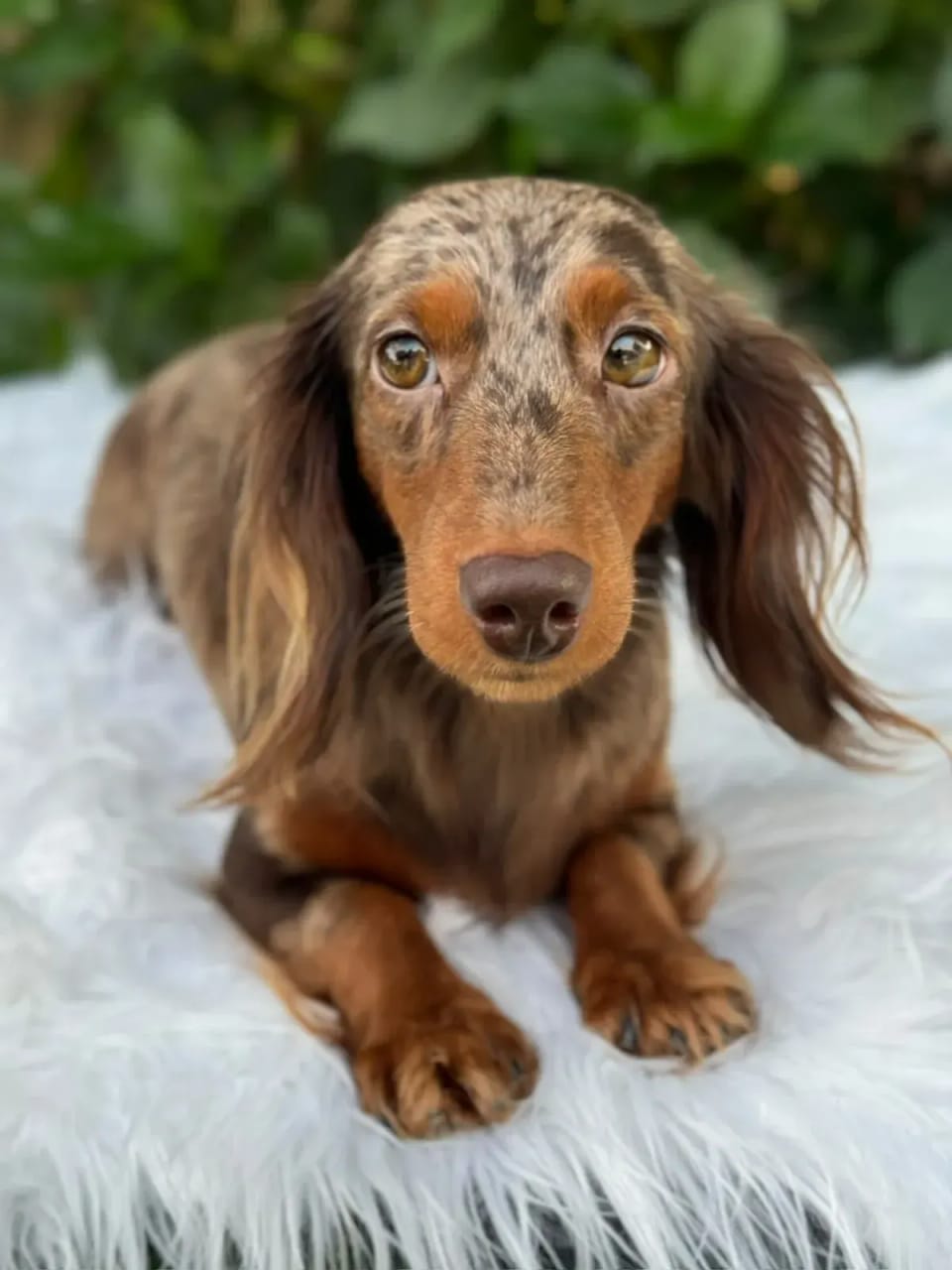 Dolly