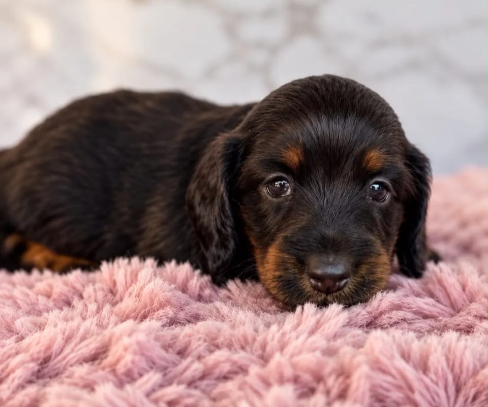 Dachshund · Female · Black and tan