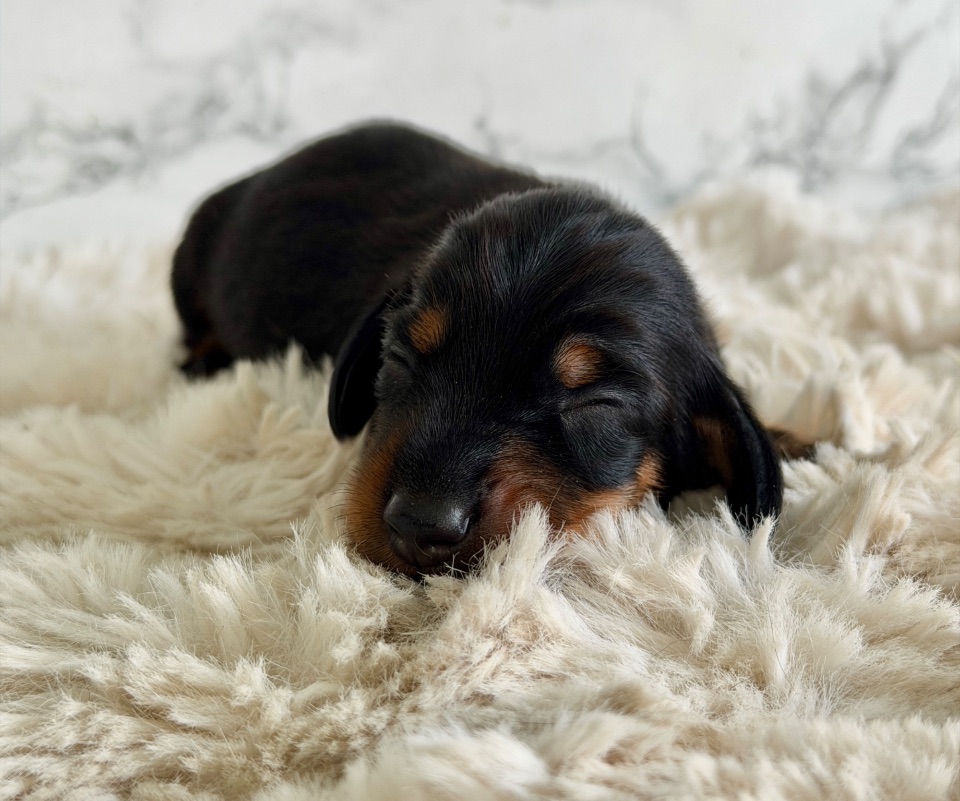 Dachshund · Male · Black and tan