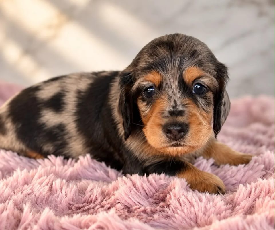 Dachshund · Male · Arlecchino nero